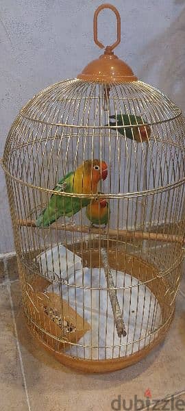 love birds for sale 3