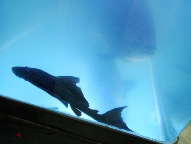 Black  pacu , Tiger Oscar, sucker fishes for sale 3