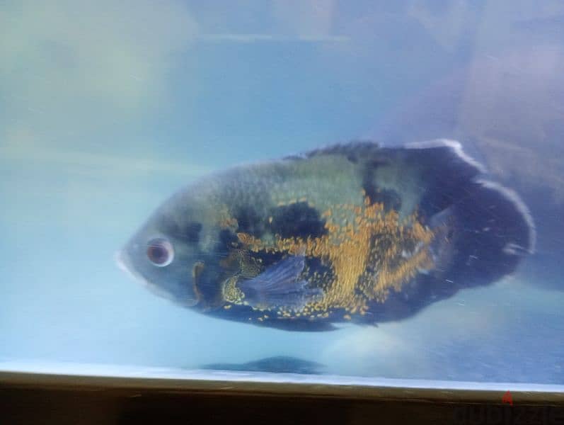 Black  pacu , Tiger Oscar, sucker fishes for sale 5