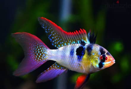 Dawrf ciclids ( Apistogramma & German Rams)