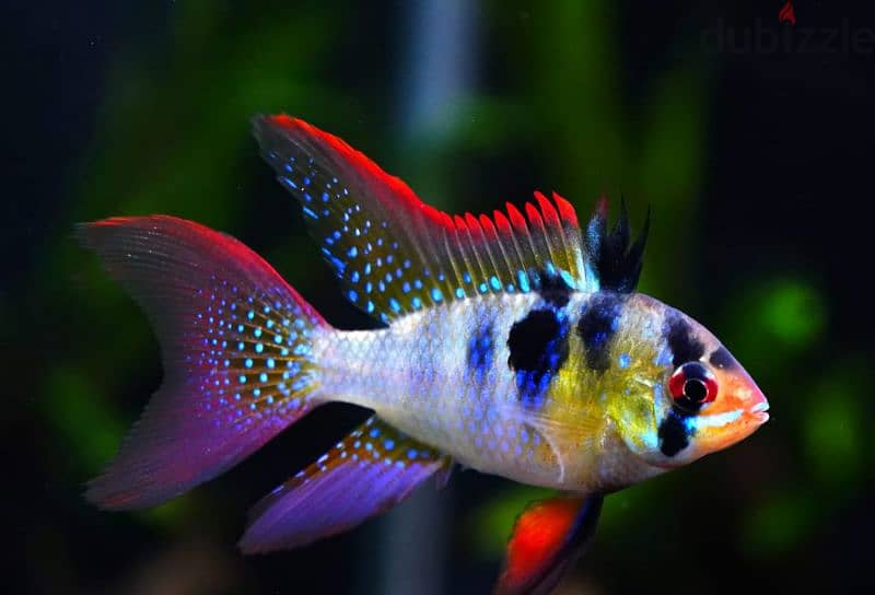 Dawrf ciclids ( Apistogramma & German Rams) 0