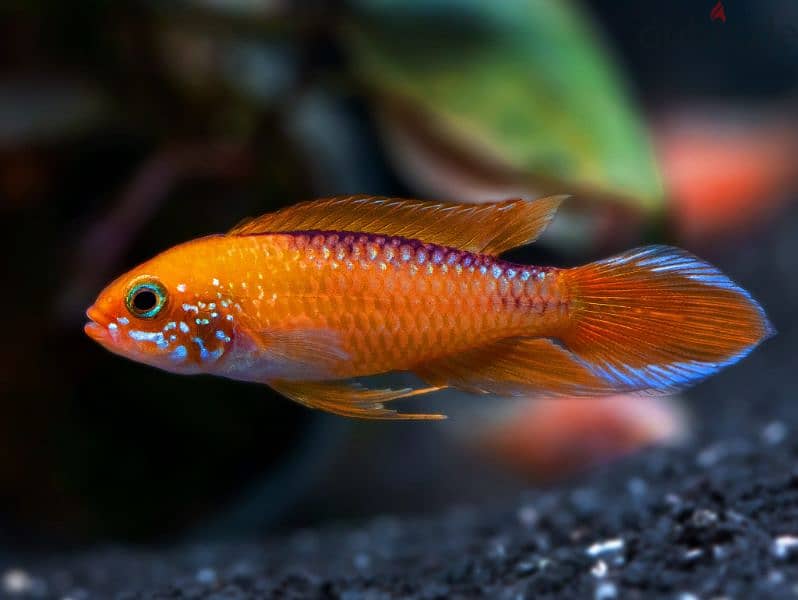 Dawrf ciclids ( Apistogramma & German Rams) 1