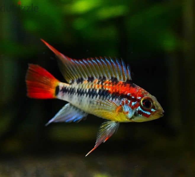 Dawrf ciclids ( Apistogramma & German Rams) 2