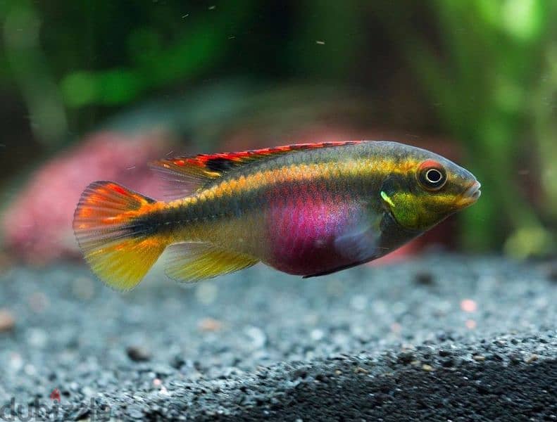 Dawrf ciclids ( Apistogramma & German Rams) 5