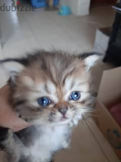 for sale female kitten 0