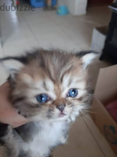 for sale female kitten