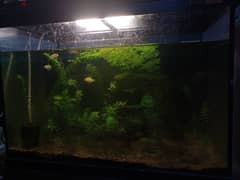 aquarium plants for sale 0