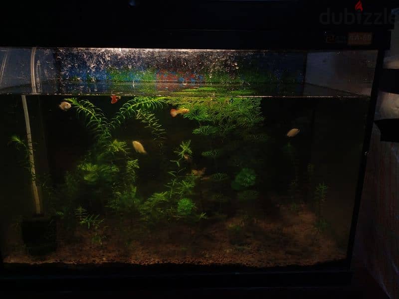 aquarium plants for sale 1