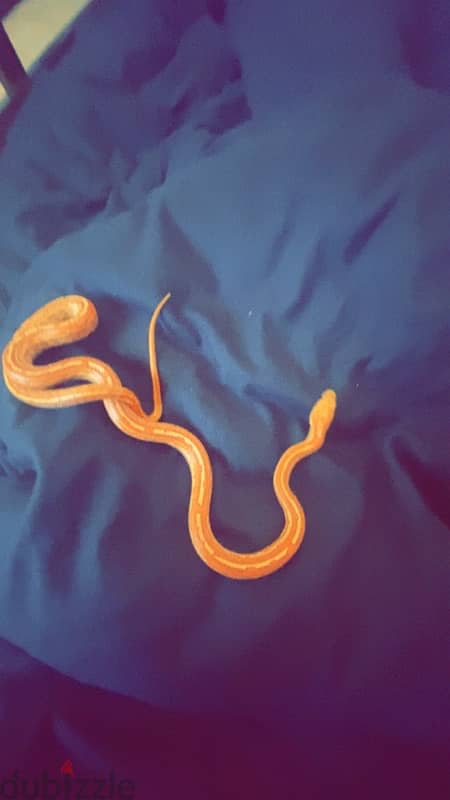 3 month old corn snake 0