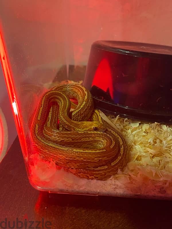 3 month old corn snake 1