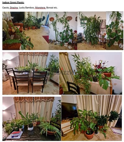 Expat leaving Kuwait sales Green Indoor Plants at throw away prices