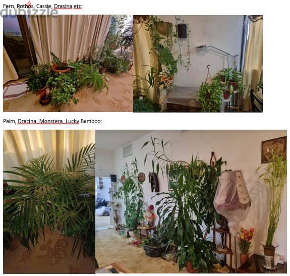 Expat leaving Kuwait sales Green Indoor Plants at throw away prices 1