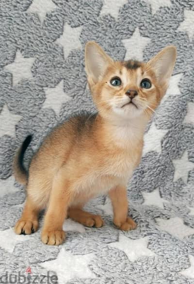 Whatsapp me +96555207281 Abyssinian kittens for sale