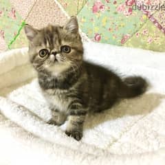 Whatsapp me +96555207281 Exotic shorthair kittens for sale 0