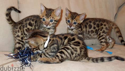 Whatsapp me +96555207281 Bengal kittens for sale 2