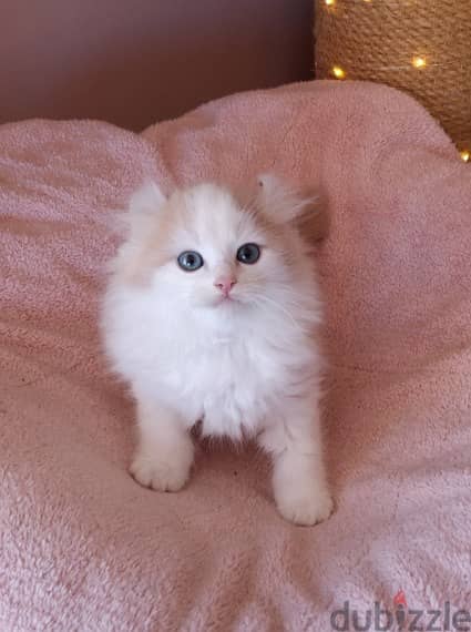 Whatsapp me +96555207281 American curl kittens for sale 1