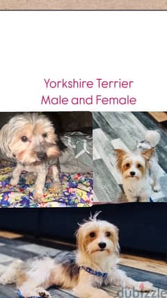 Yorkshire Male & Female 0