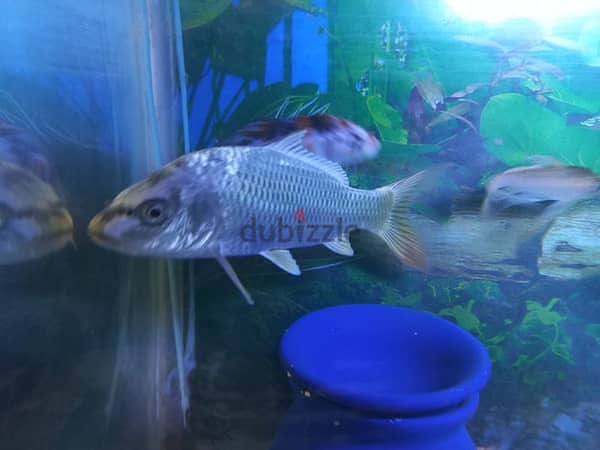 fish available 3