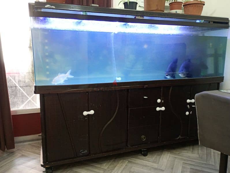 2 meters aquarium or  tank for sale 1