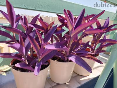 Purple Heart Plant for Sale