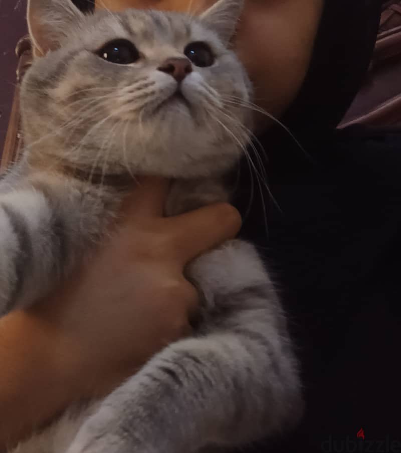 British shorthair for adoption 0