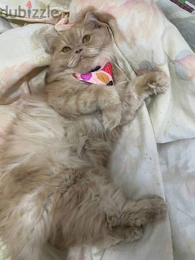 beautiful brown persian female for adoption