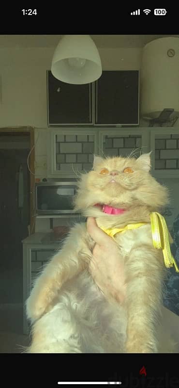 beautiful brown persian female for adoption 1