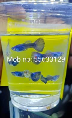 Homebreed Moscow blue guppy fish and green zebra fish. 0