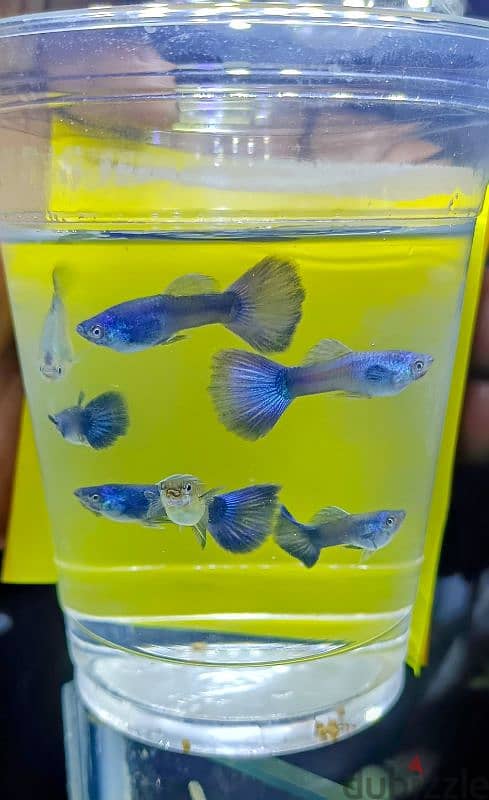 Homebreed Moscow blue guppy fish and green zebra fish. 1