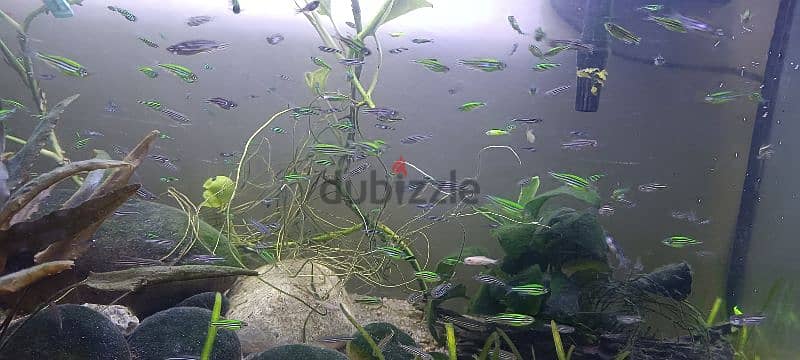 Homebreed Moscow blue guppy fish and green zebra fish. 3