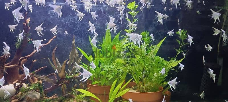 Homebreed Platinum white Angel fish, polar blue and polar white fish 1