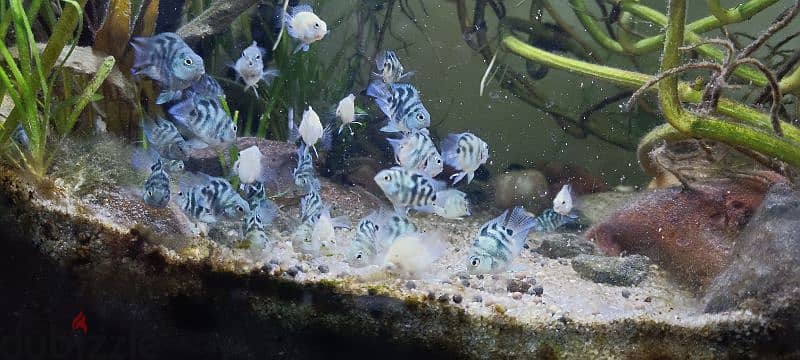 Homebreed Platinum white Angel fish, polar blue and polar white fish 2