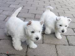 Whatsapp me +96555207281 West Highland White Terrier  puppies 0