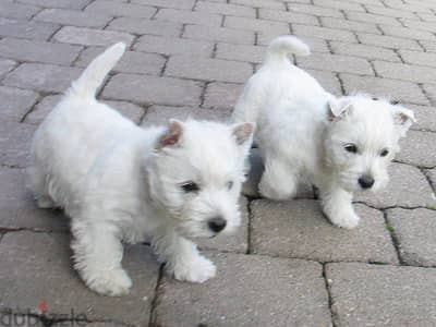 Whatsapp me +96555207281 West Highland White Terrier  puppies