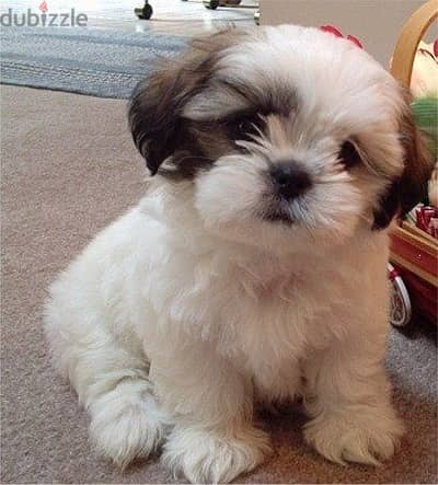 Whatsapp me +96555207281 Shih Tzu  puppies for sale