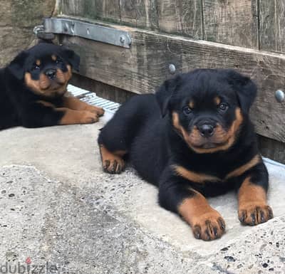 Whatsapp me +96555207281 Rottweiler puppies for sale