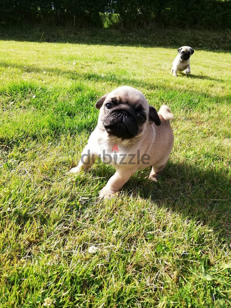 Whatsapp me +96555207281 Pug  puppies for sale 1