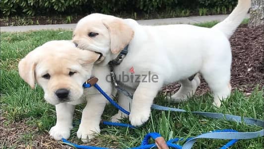 Whatsapp me +96555207281 Labrador Retriever  puppies for sale