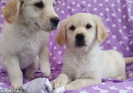 Whatsapp me +96555207281 Golden Retriever  puppies for sale