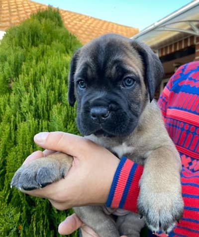 Whatsapp me +96555207281 Cane Corso puppies for sale