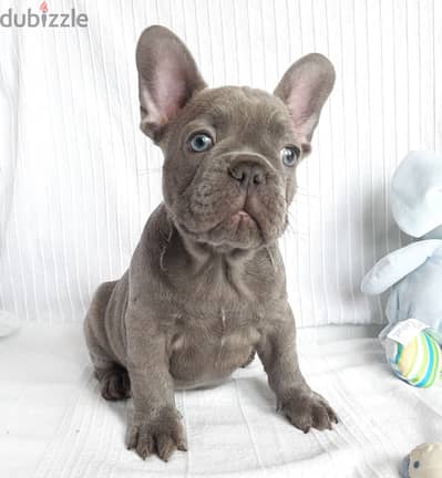 Whatsapp me +96555207281 French Bulldog puppies for sale