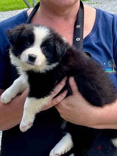 Whatsapp me +96555207281 Border collie puppies for sale