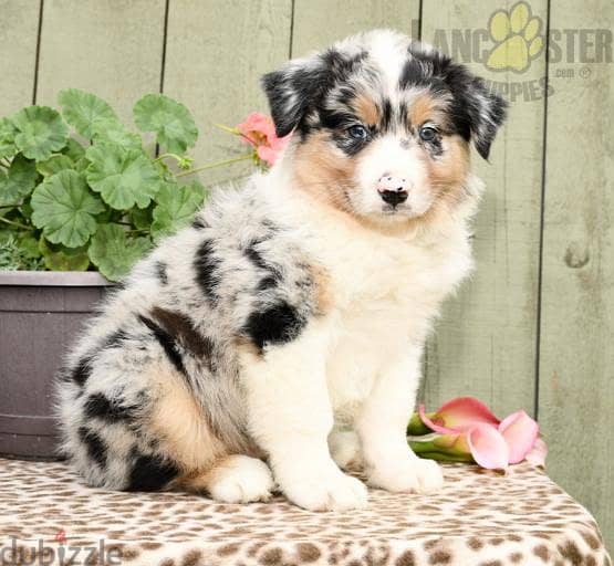 Whatsapp me +96555207281 Australian Shepherd puppies for sale 1