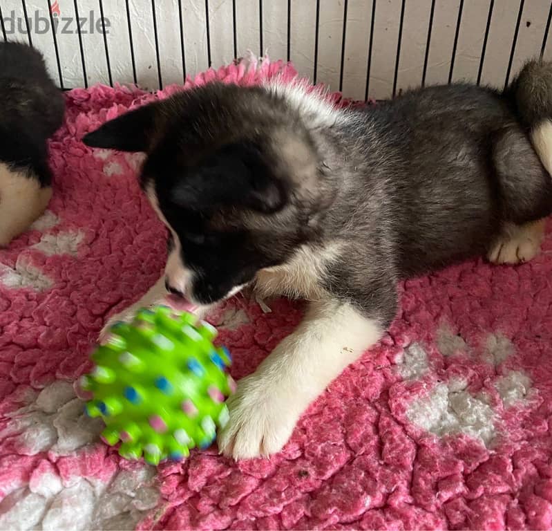 Whatsapp me +96555207281 Akita  puppies for sale 1