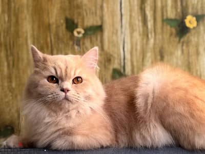 persian cat for adoption