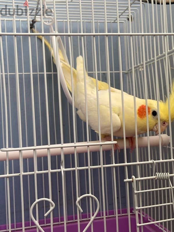 cocktail male parrorts beautiful whistles for sale each kd 20 2