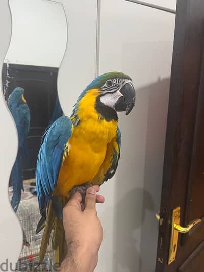 8 months old macaw