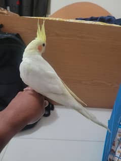 Male Lutino cockatiel with red eye for sale 0