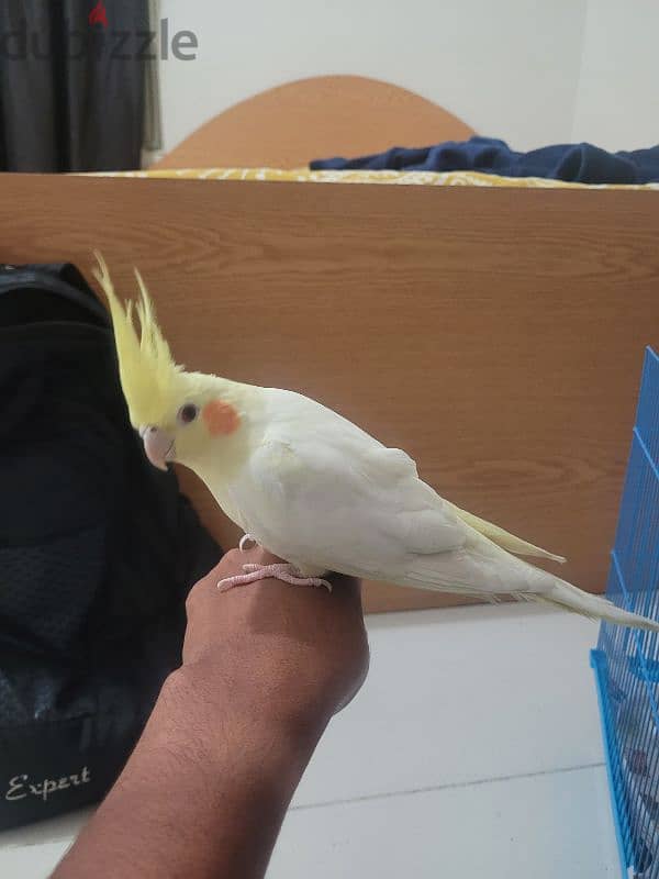 Male Lutino cockatiel with red eye for sale 1