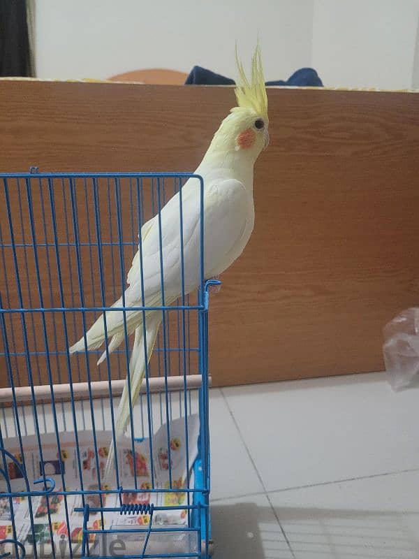 Male Lutino cockatiel with red eye for sale 2